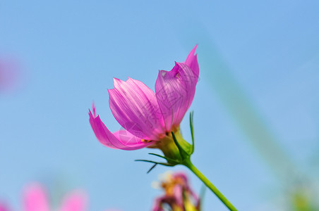 格桑花背景图片