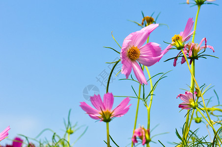 格桑花图片