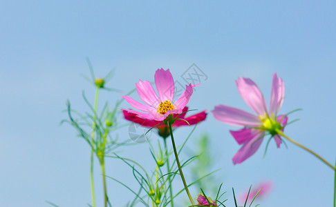 鲜花映衬着天空格桑花背景