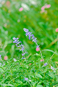 2支花绿色背景中的薰衣草背景