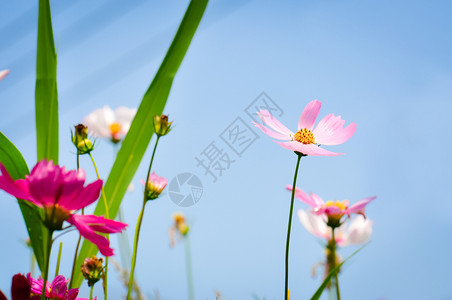 淡粉色的花背景图片