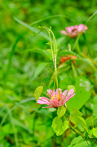 绿菊粉色的花 百日菊花背景