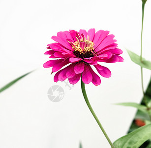 白背景下的百日菊一朵粉色的花背景