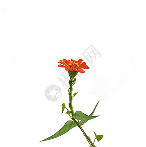 一支白背景上的橘色花背景图片