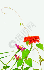 百日菊背景图片