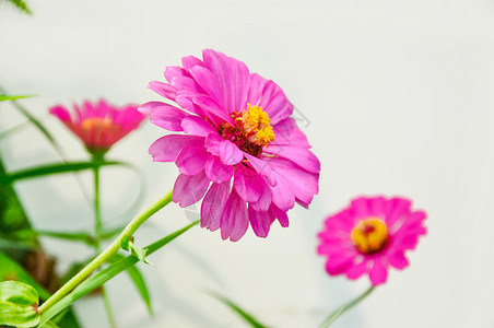 粉色的花特写高清图片