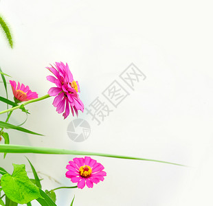 百日菊 粉色花背景图片
