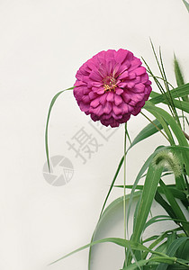 百日菊背景图片