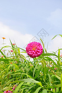 天空下百日菊背景图片