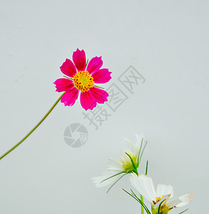 一朵粉红色的花背景图片