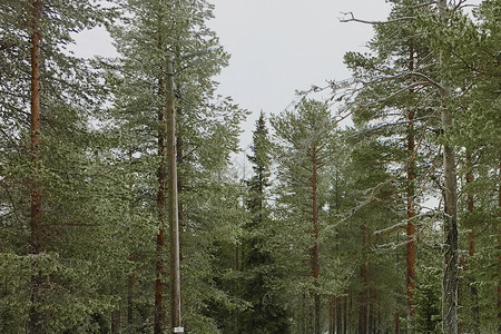 直立的松树背景图片