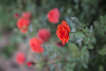 红色月季花月季背景