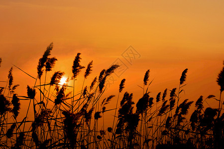 剪影风夕阳背景