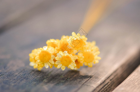 黄色小蜡菊背景图片