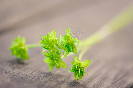 绿色的花干花木板高清图片