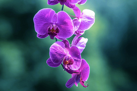 紫色兰花团扇美丽的兰花背景
