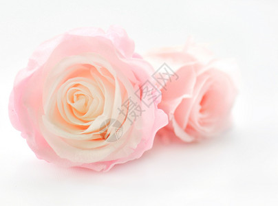 玫瑰花粉红色花特写高清图片