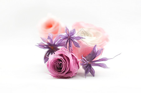 紫色玫瑰花花环彩色玫瑰花背景