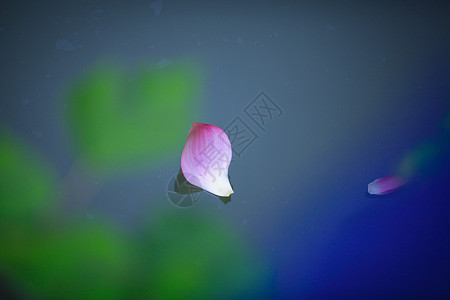 夏荷中国池鹭高清图片