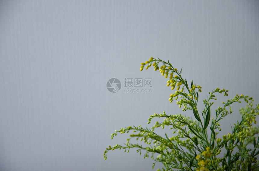 白色简洁背景下的黄色的小花朵图片