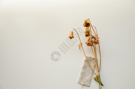 白色背景下的简约文艺干花朵背景图片