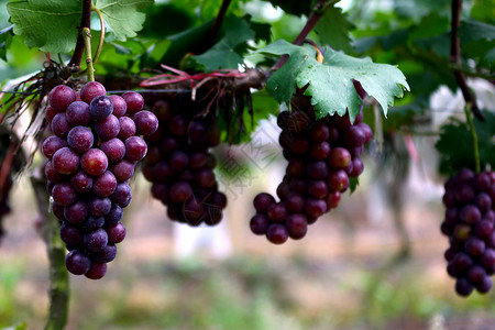葡萄处于嫩期的葡萄果实高清图片