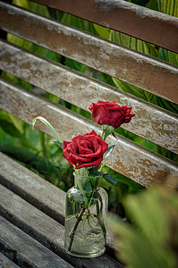 凳子上的玫瑰图片