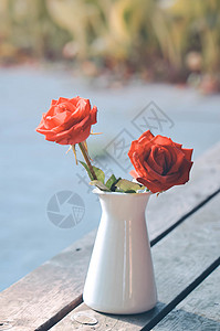 情人节瓷器玫瑰花背景
