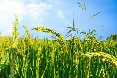 生长的水稻小麦生长高清图片