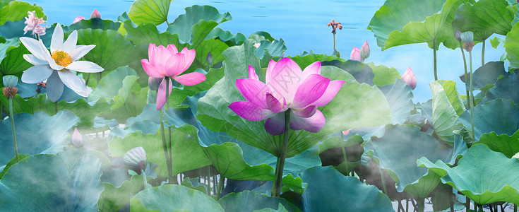 莲花和莲蓬夏天荷塘粉色荷花摄影背景
