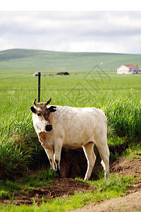 农村牛草原上的牛背景