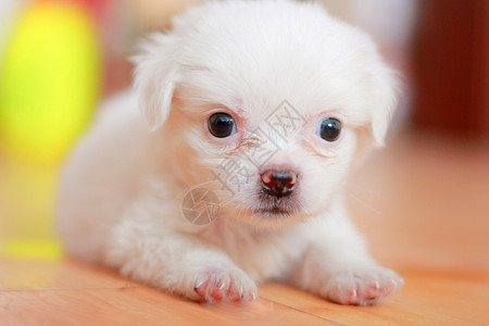 可爱的白色小狗高清图片