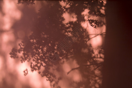 光影·红墙树影背景素材高清图片