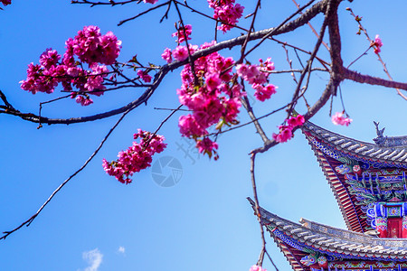 樱花留白樱花背景