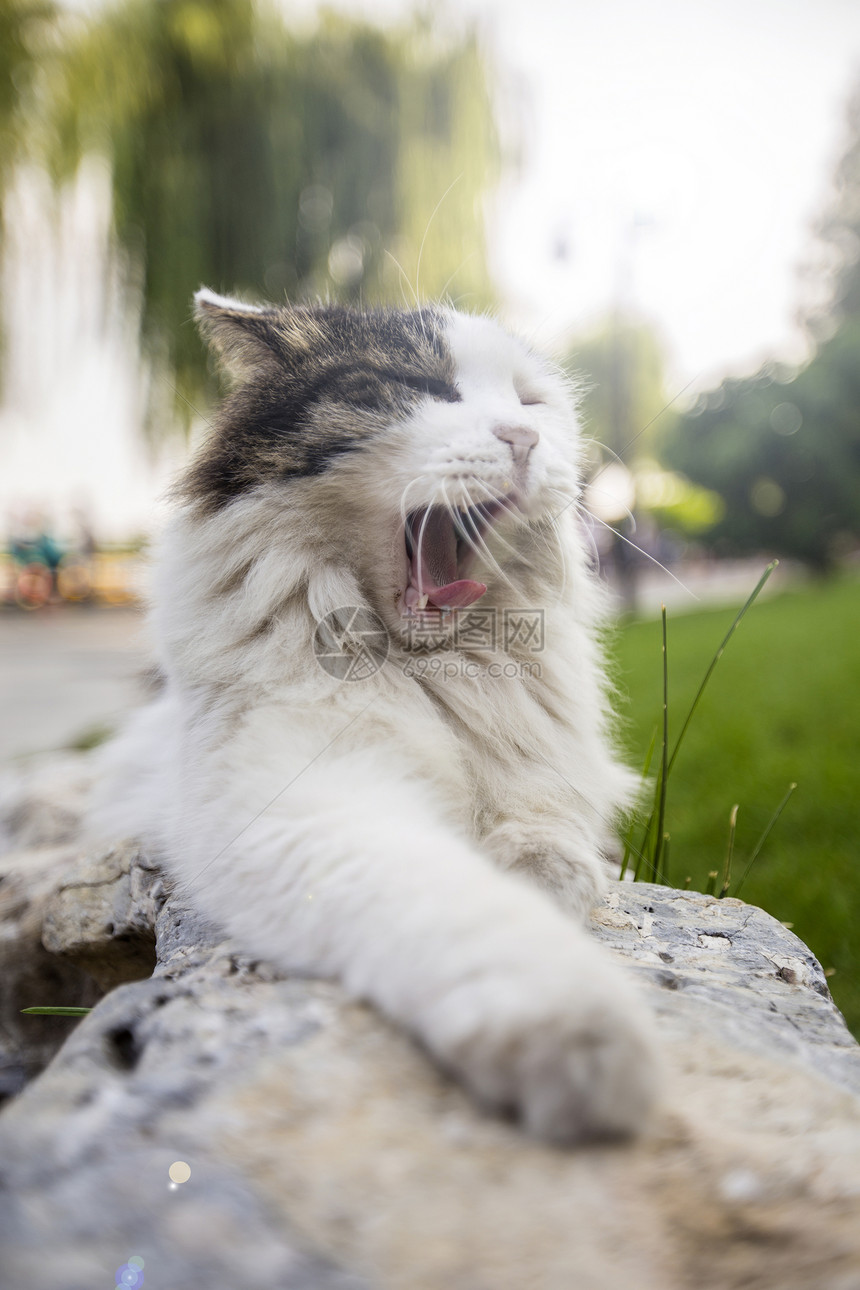 打哈欠的猫图片