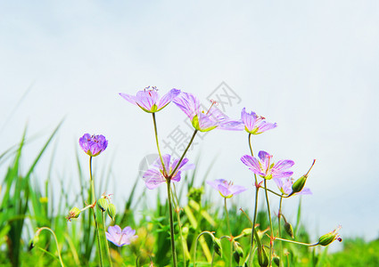 路边野花大丁草花物语高清图片