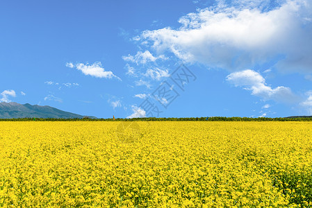 油菜花田图片