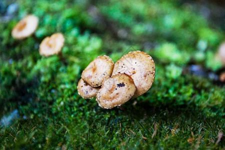 新森林蘑菇背景