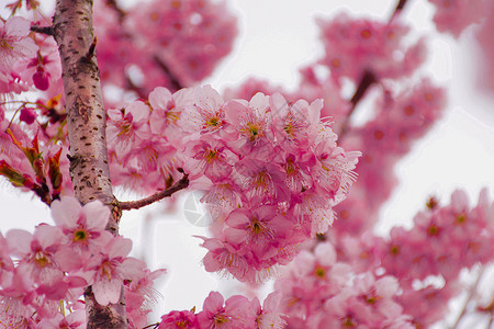 丝木棉樱花红色樱花高清图片