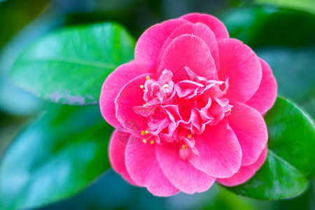 天娇红色鲜花花草高清图片