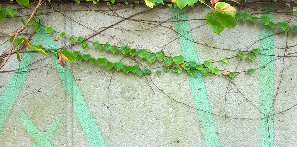 多彩涂鸦背景墙绿色叶子背景