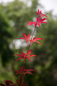 红红火火的枫叶图片