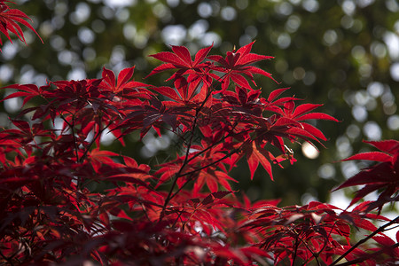 红红火火的枫叶背景图片