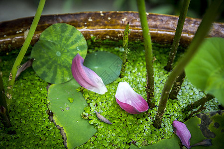 花瓣背景图片