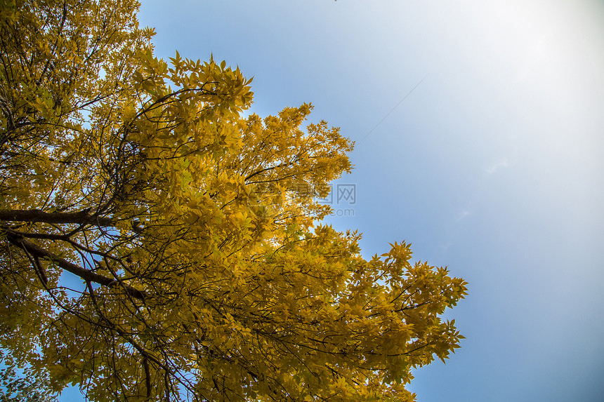 树上的金黄秋叶图片