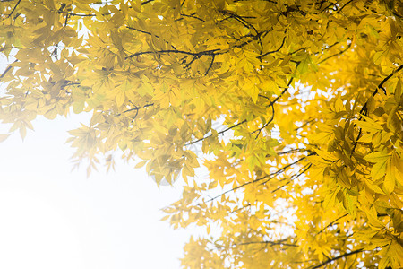 秋叶之静美树上的金黄秋叶背景