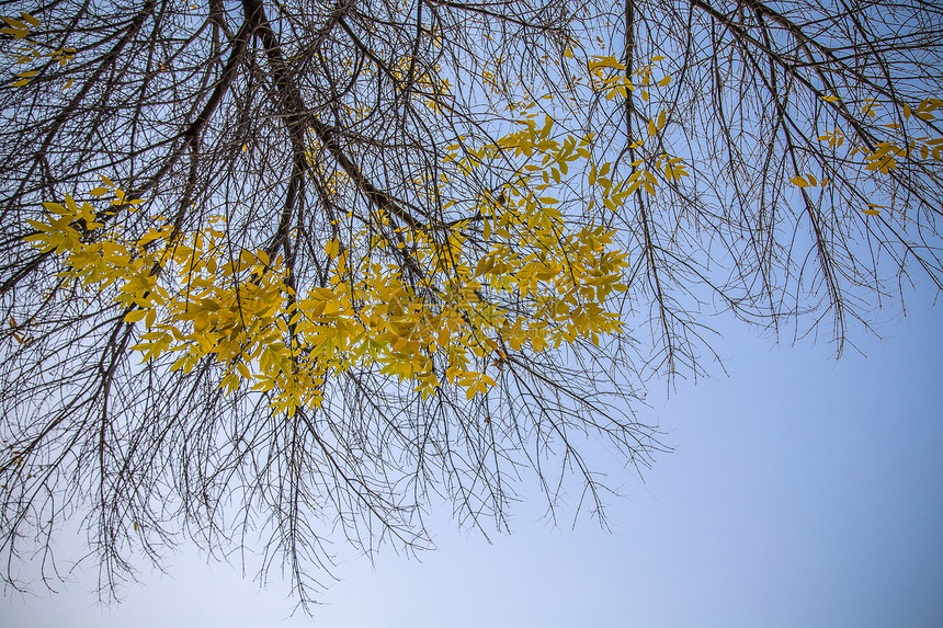 树上的金黄秋叶图片