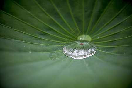 水滴·荷图片