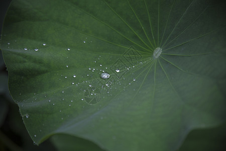 雨后·荷叶图片