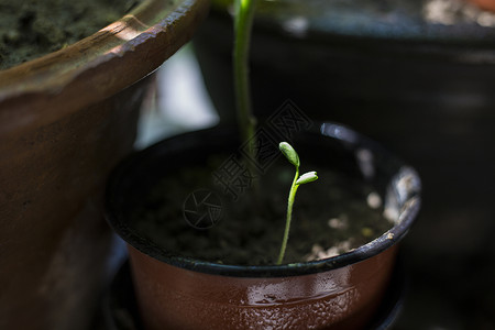 草增长的小苗背景